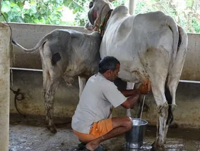 ರೈತರಿಗೆ ಆಧುನಿಕ ಹೈನುಗಾರಿಕೆ  ತರಬೇತಿ