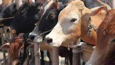 ಬಕ್ರೀದ್  ಒಂಟೆ  ಗೋವು ಕಳ್ಳಸಾಗಣೆ  ಹತ್ಯೆ ನಿಷೇಧ