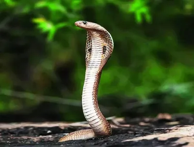 ಹಾವುಗಳು ಮನೆಯೊಳಗೆ ಬರದಿರಲು ಹೀಗೆ ಮಾಡಿ   