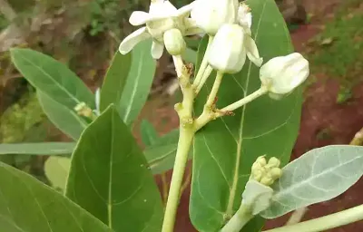 ಇದೊಂದು ಗಿಡ ಮನೆ ಎದುರುಗಡೆ ಇದ್ರೆ ಮಾಟ ವಾಮಾಚಾರ ದೋಷ ತಟ್ಟೋದಿಲ್ಲ 