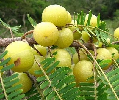 ಆರೋಗ್ಯ  ಸೌಂದರ್ಯವನ್ನು ಇಮ್ಮಡಿಗೊಳಿಸುತ್ತೆ ನೆಲ್ಲಿಕಾಯಿ   