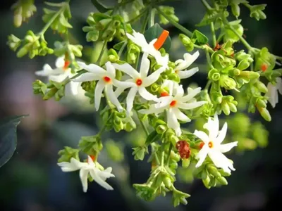 ಪಾರಿಜಾತದಲ್ಲಿ ಎಷ್ಟೊಂದು ಆರೋಗ್ಯ ಗುಣಗಳಿವೆ ಗೊತ್ತಾ   