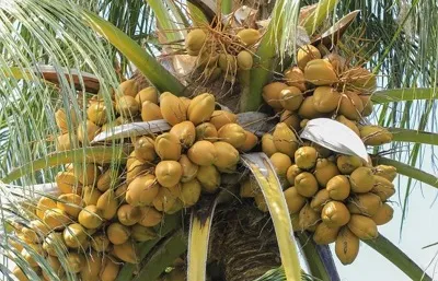 ತೆಂಗುಬೆಳೆಗೆ  ರೋಗ ಕೀಟ ಬಾದೆ ಇದ್ರೆ ಈ ರೀತಿ  ಪೋಷಕಾಂಶ ನೀಡಿ ರೋಗ ನಿರೋಧಕ ಶಕ್ತಿ ಜಾಸ್ತಿ ಆಗುತ್ತೆ  