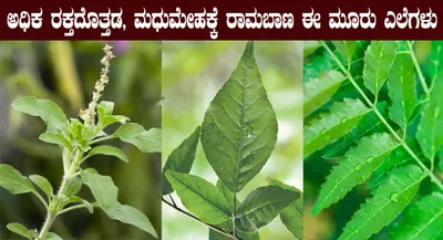 ಅಧಿಕ ರಕ್ತದೊತ್ತಡ  ಮಧುಮೇಹಕ್ಕೆ ರಾಮಬಾಣ ಈ ಮೂರು ಎಲೆಗಳು