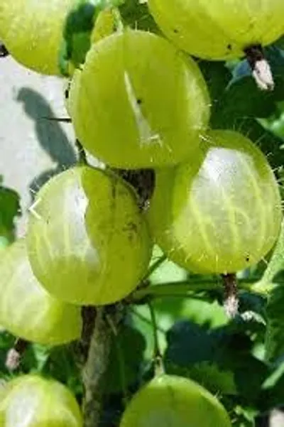 ಬೆಟ್ಟದ ನೆಲ್ಲಿಕಾಯಿಯಲ್ಲಿ ಅಡಗಿರುವ ಮದ್ದು   