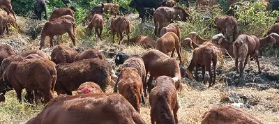 ಕುರಿಗಾಹಿಗಳ ರಕ್ಷಣೆಗೆ ಬಂದೂಕಿನ ಲೈಸೆನ್ಸ್  ಸಿದ್ದರಾಮಯ್ಯ  