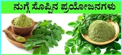 ನುಗ್ಗೆ ಸೊಪ್ಪಿನ ಅದ್ಭುತ ಆರೋಗ್ಯ ಪ್ರಯೋಜನಗಳು   