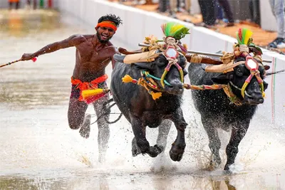 ಬೆಂಗಳೂರು ಕಂಬಳಕ್ಕೆ ಅದ್ಧೂರಿ ತೆರೆ