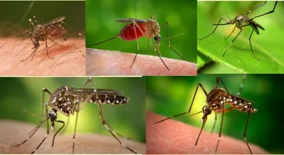 ಸೊಳ್ಳೆಗಳನ್ನು ಓಡಿಸುವ 5 ಬಗೆಯ ಗಿಡಗಳು