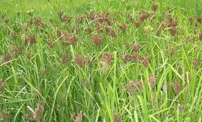 ರಾಗಿ ಬೆಳೆಗಾರರಿಗೆ ಗುಡ್ ನ್ಯೂಸ್    ಬೆಂಬಲ ಬೆಲೆ ಎಷ್ಟು  