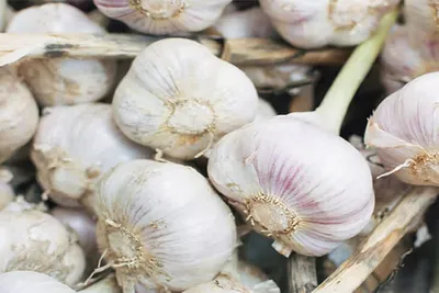 ಬೆಳ್ಳುಳ್ಳಿ ಬೆಲೆ ಏರಿಕೆಯಿಂದ ಗ್ರಾಹಕರು ಕಂಗಾಲು