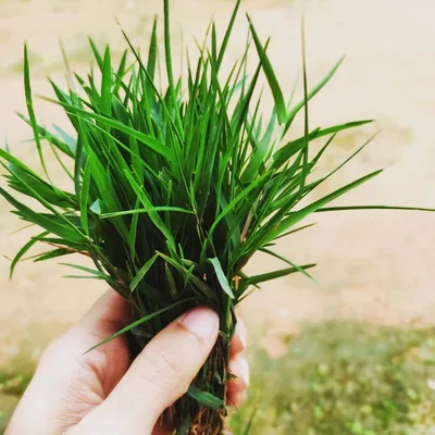 ಗರಿಕೆ ಹುಲ್ಲಿನ ಆರೋಗ್ಯ ಪ್ರಯೋಜನ ಗೊತ್ತೇ   