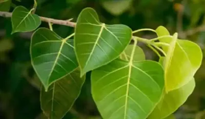 ಆರ್ಥಿಕ ಸಮಸ್ಯೆ ಇದ್ದರೆ ಈ ಪರಿಹಾರ ತಂತ್ರವನ್ನು ಮಾಡಿ 