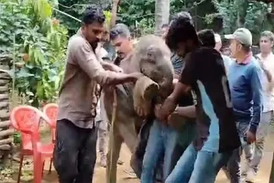 ಆನೆ ಮರಿಯನ್ನು ತಾಯಿ ಮಡಿಲಿಗೆ ಸೇರಿಸಿದ ಅರಣ್ಯ ಇಲಾಖೆ ಸಿಬ್ಬಂದಿ