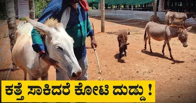 ಕತ್ತೆ ಸಾಕಿದ್ರೆ ತಿಂಗಳಿಗೆ ಬರುತ್ತೆ ಲಕ್ಷ ಲಕ್ಷ ಆದಾಯ    