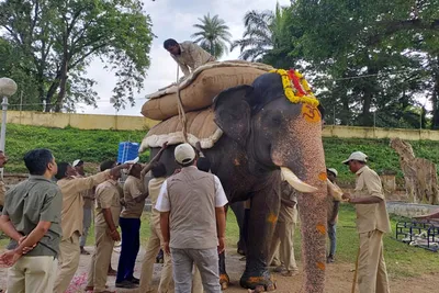 ಮೈಸೂರು ದಸರಾ   ಗಜಪಡೆಗೆ ಮರಳು ಮೂಟೆ ತಾಲೀಮು ಆರಂಭ