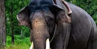 ಜಂಬೂ ಸವಾರಿಯಲ್ಲಿ ಭಾಗವಹಿಸುವ ಅರ್ಜುನ ಇನ್ನಿಲ್ಲ  