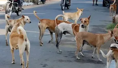 ಬೀದಿ ನಾಯಿಗಳನ್ನು ಸಾಕಲು ಬೇಕು ಪರವಾನಗಿ 