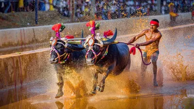 ಬೆಂಗಳೂರು ಕಂಬಳ ಈ ಬಾರಿ ಡೌಟ್‌   ಕಾರಣ ಏನು 